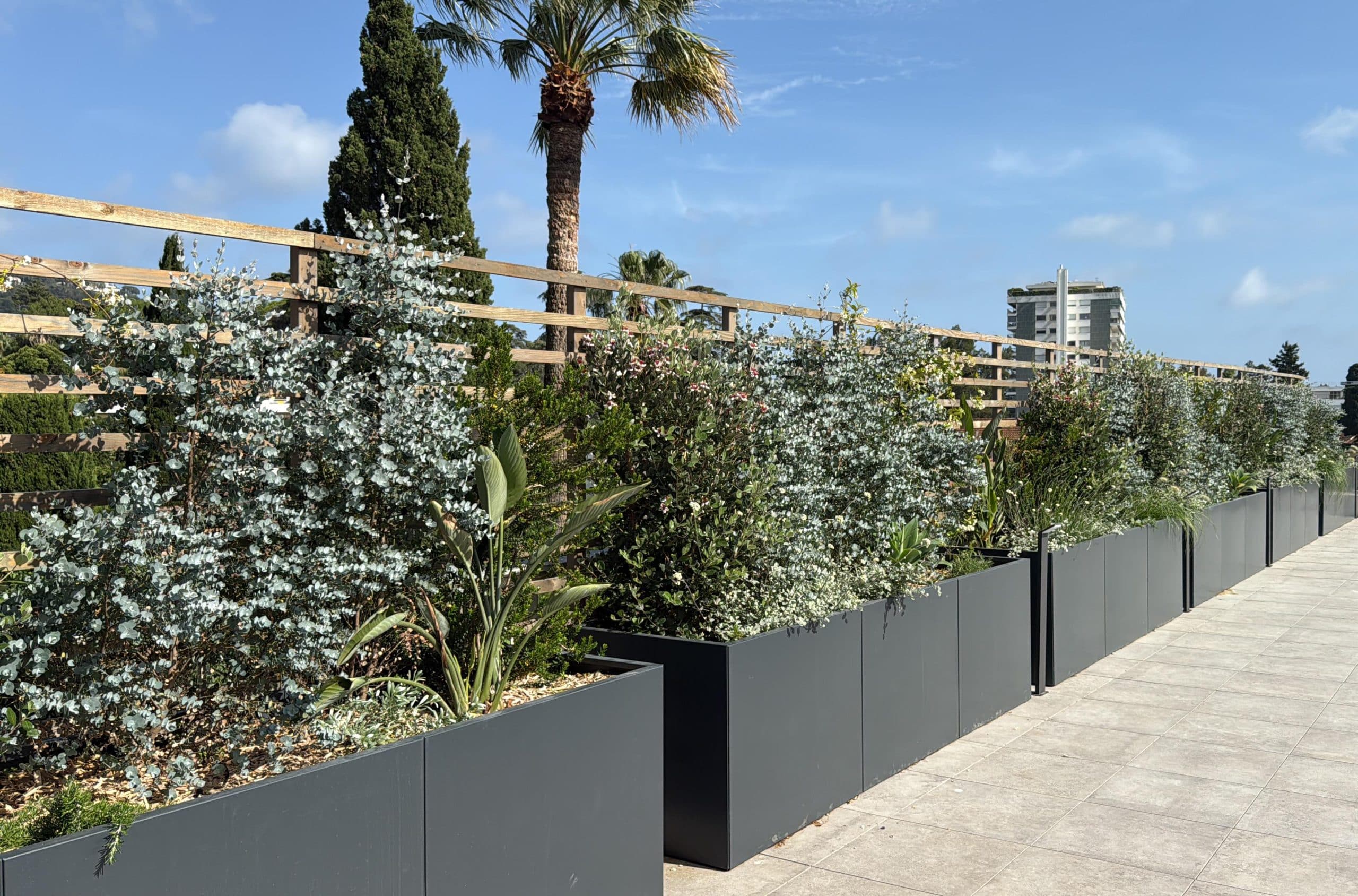 Jardinières grises avec eucalyptus et plantes exotiques sur une terrasse moderne sous un ciel bleu.