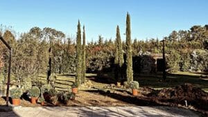 Aménagement de jardin avec cyprès élancés, plantes en pots sur terrasse et pelouse ensoleillée.